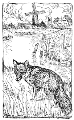 A fox on a riverbank