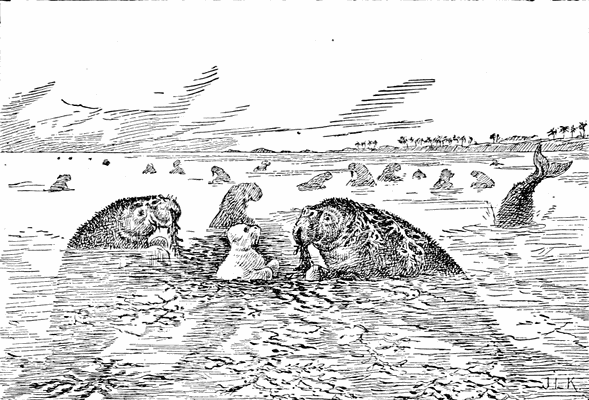 "HE HAD FOUND SEA COW AT LAST."