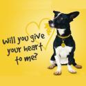 Click here to show your support for Dogs Trust